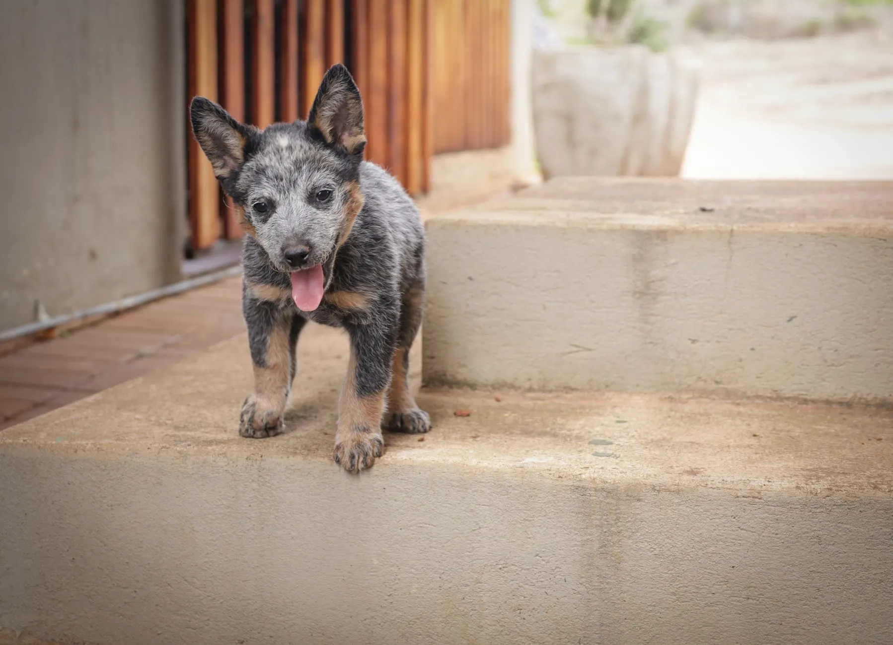 Australian Cattle Dog puppy