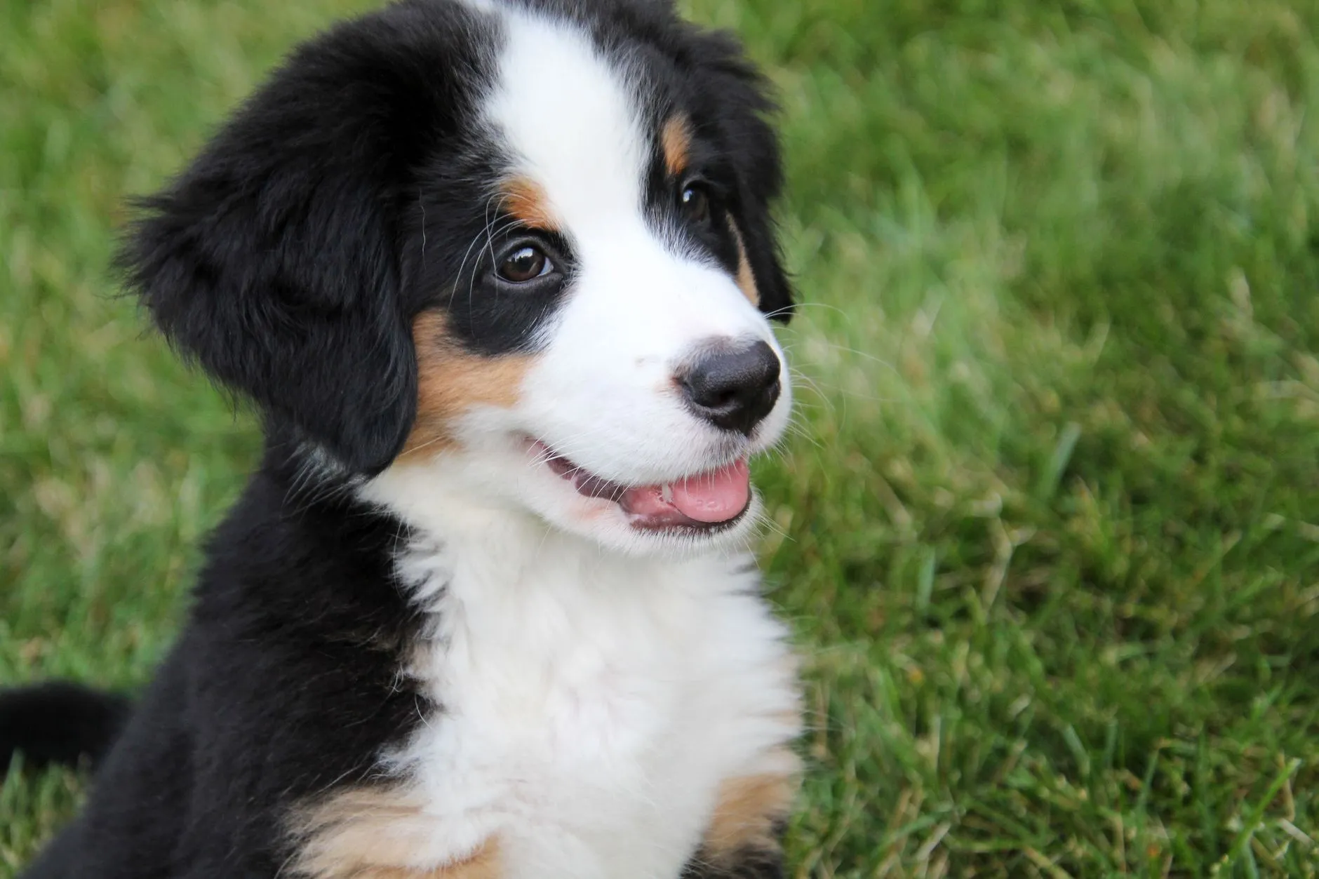 Bernese Mountain Dog puppy