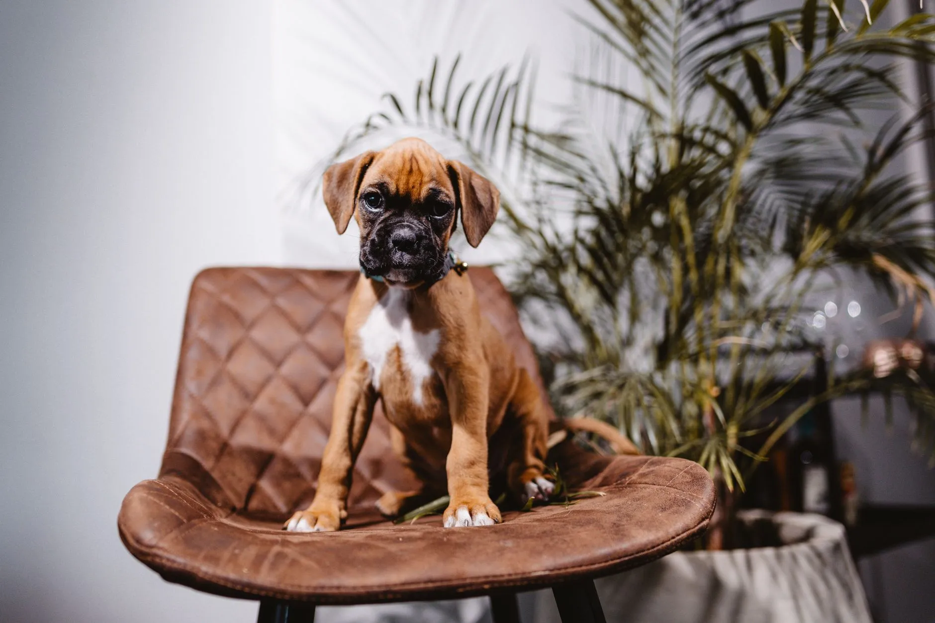 Boxer puppy