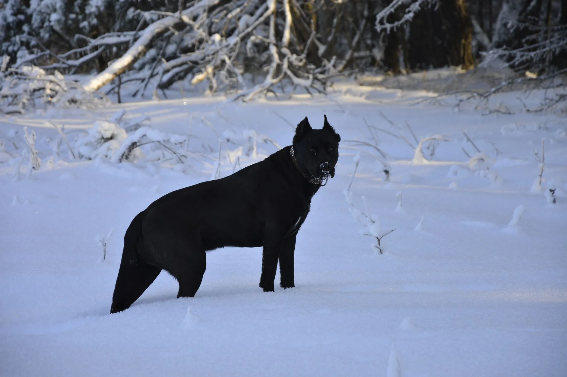 Cane Corso puppy
