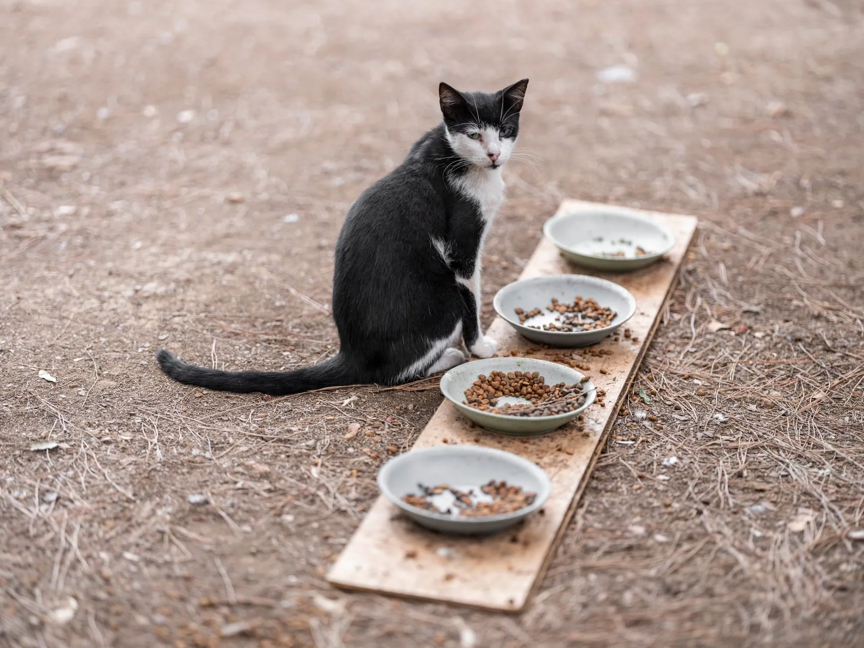 A cat eating from a bowl