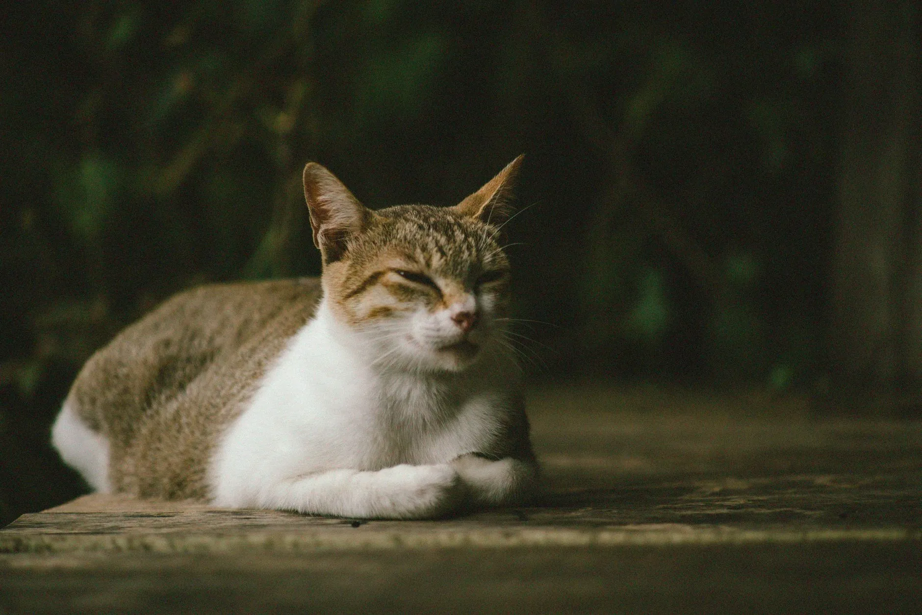 A pregnant cat resting