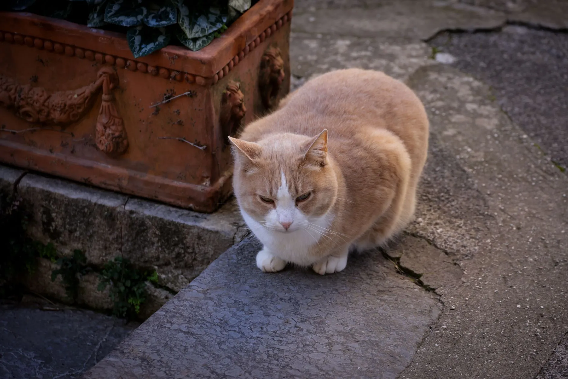 A cat sitting and looking at the camera
