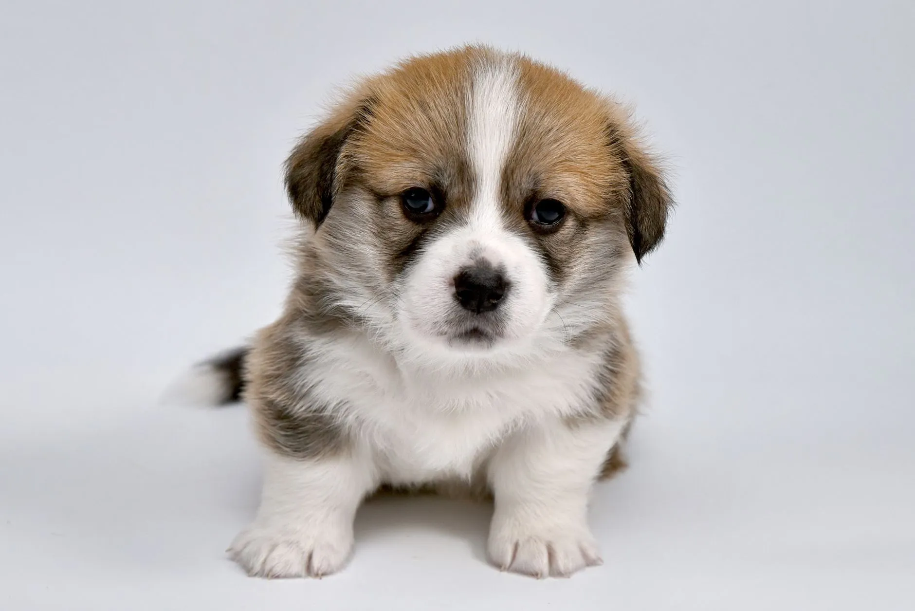 Pembroke Welsh Corgi puppy