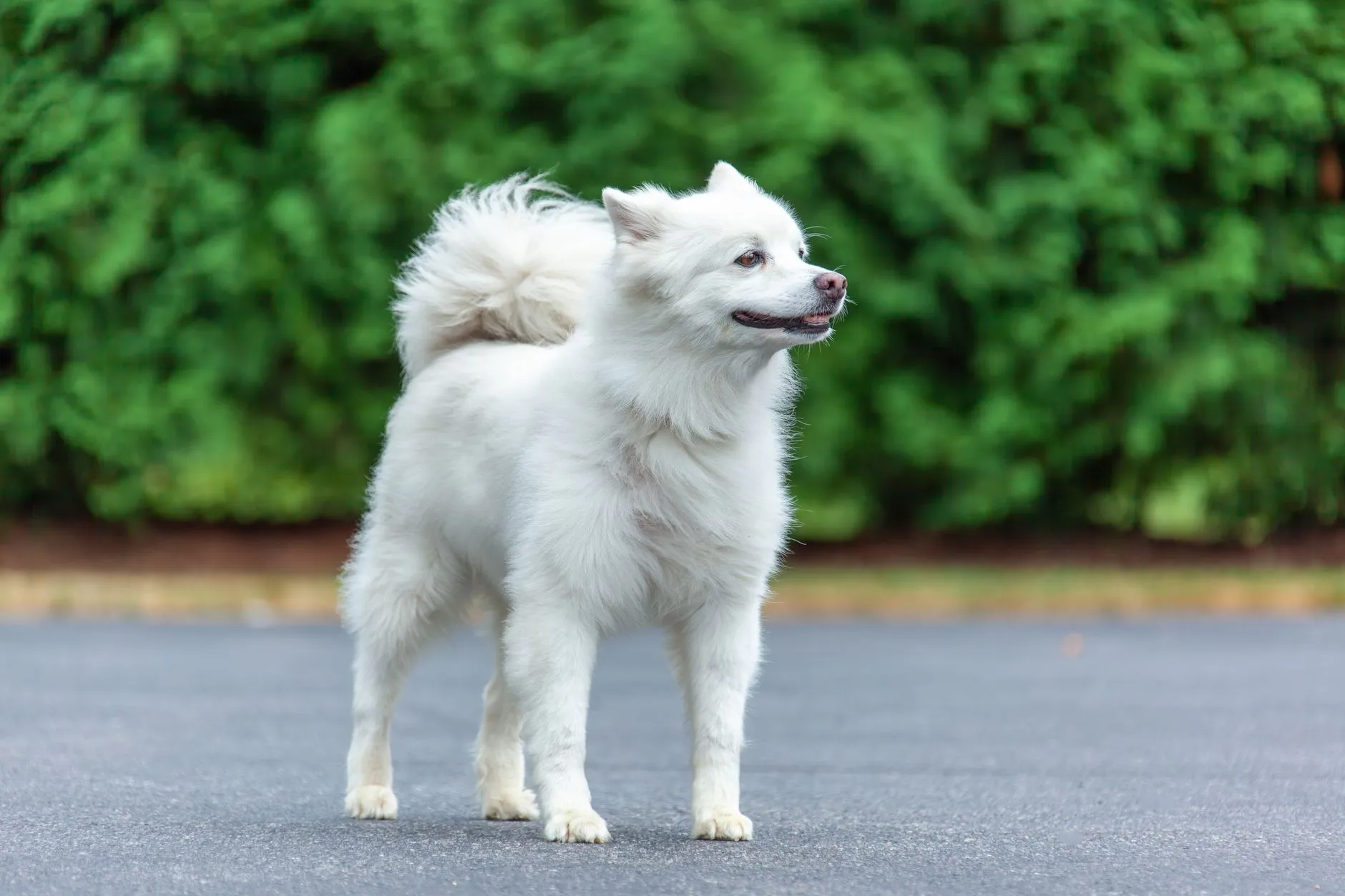 A healthy adult dog standing side-on