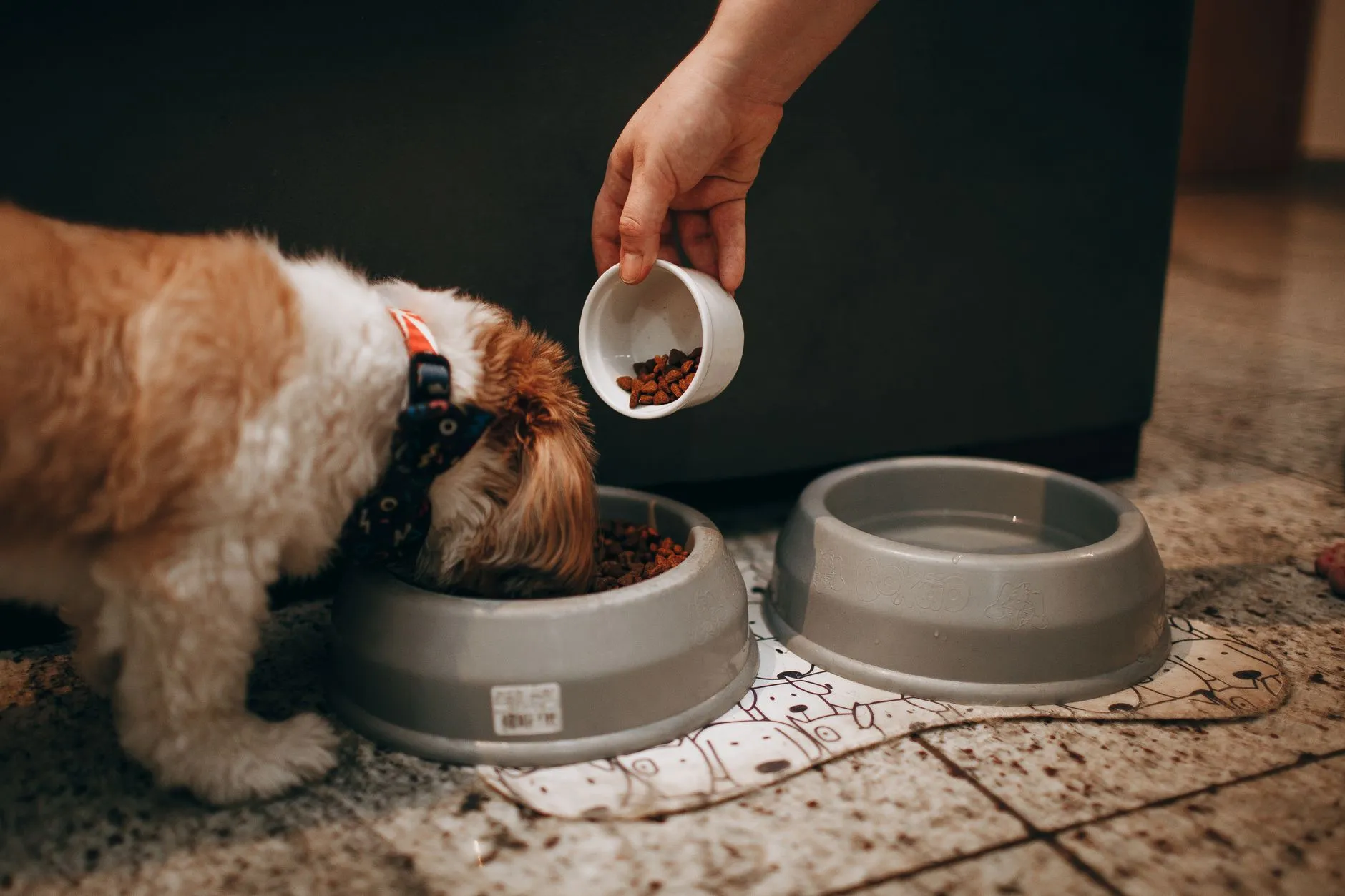 A dog eating from a bowl