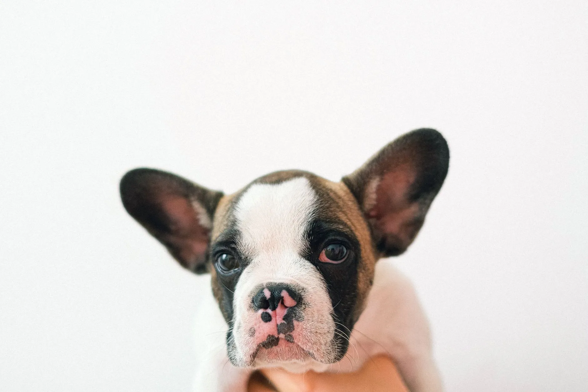 French Bulldog puppy