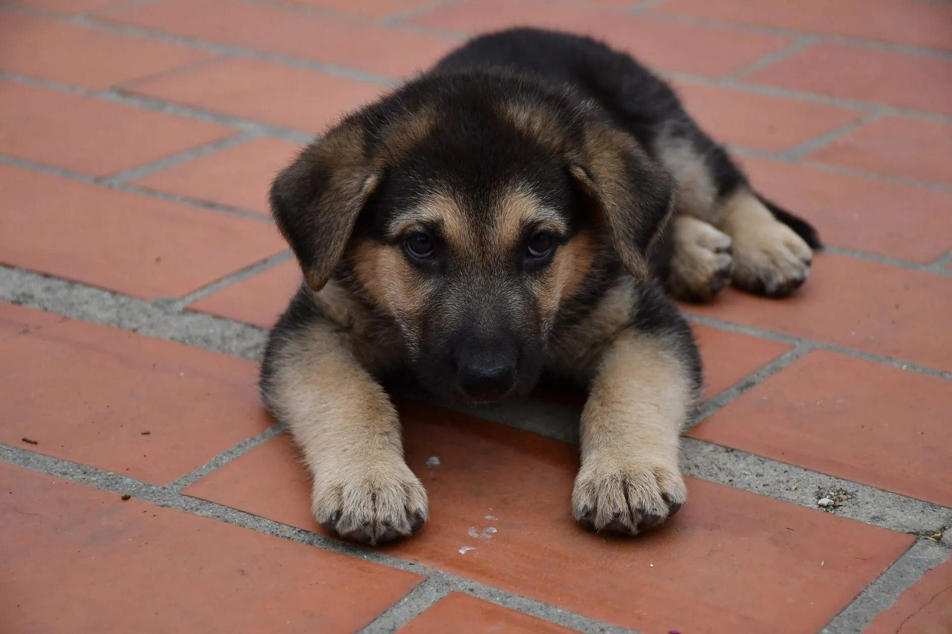German Shepherd puppy