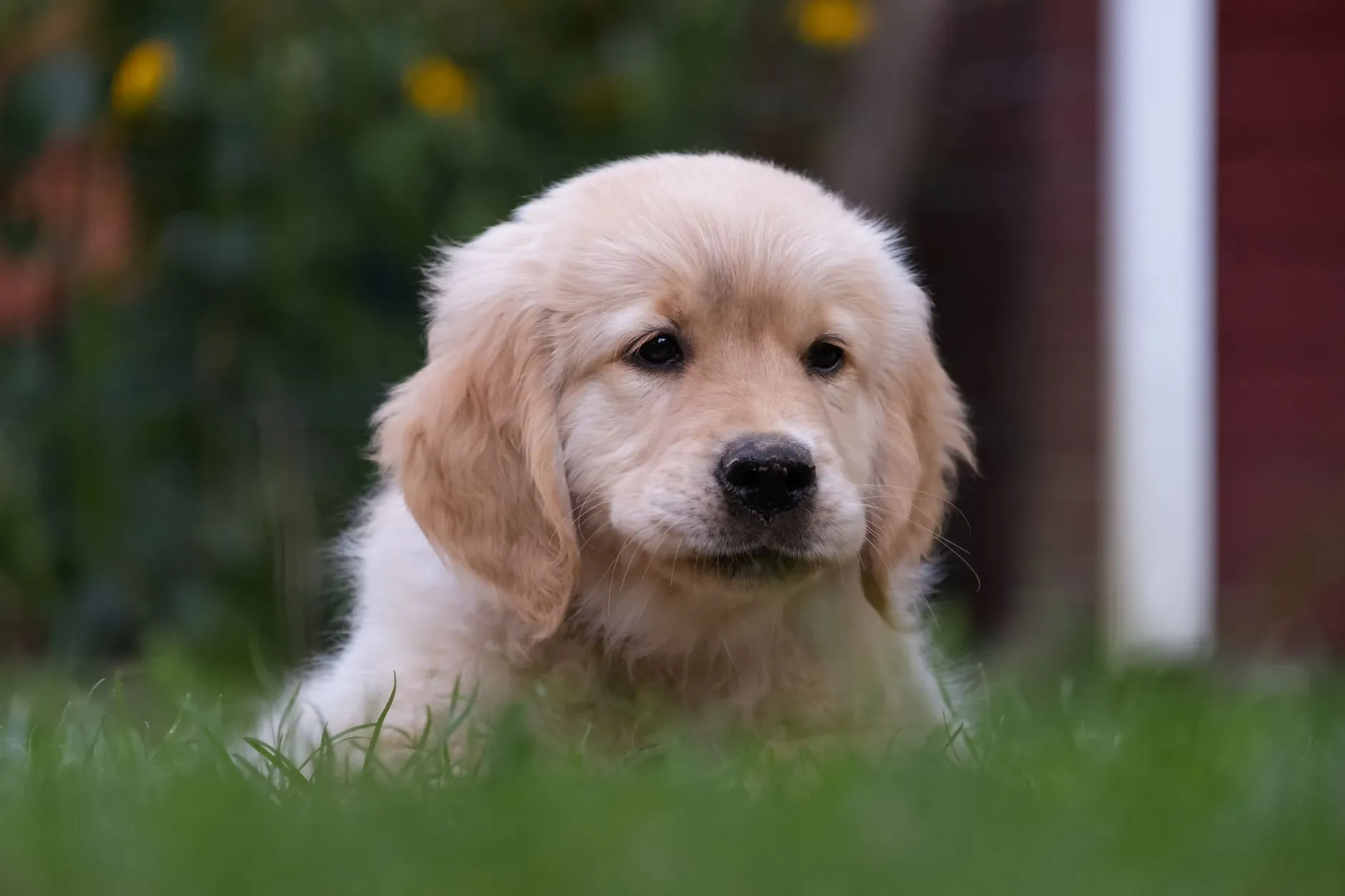Golden Retriever puppy