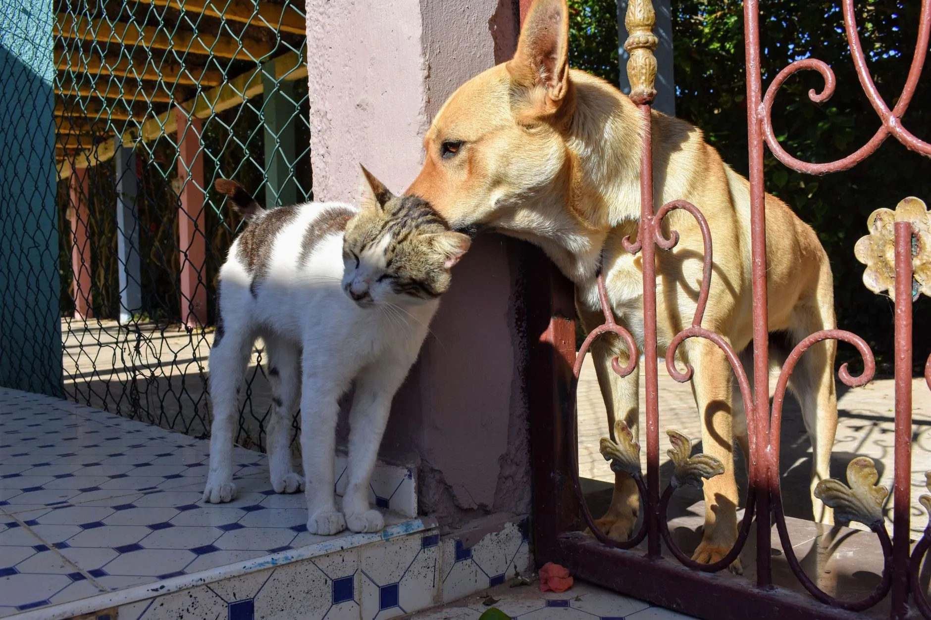 A happy dog and a cat together