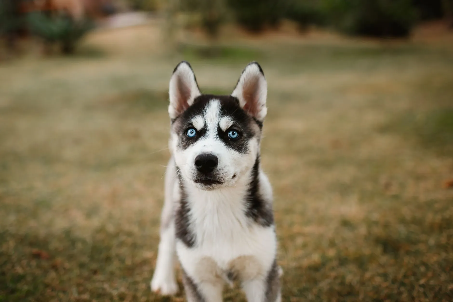 Siberian Husky puppy
