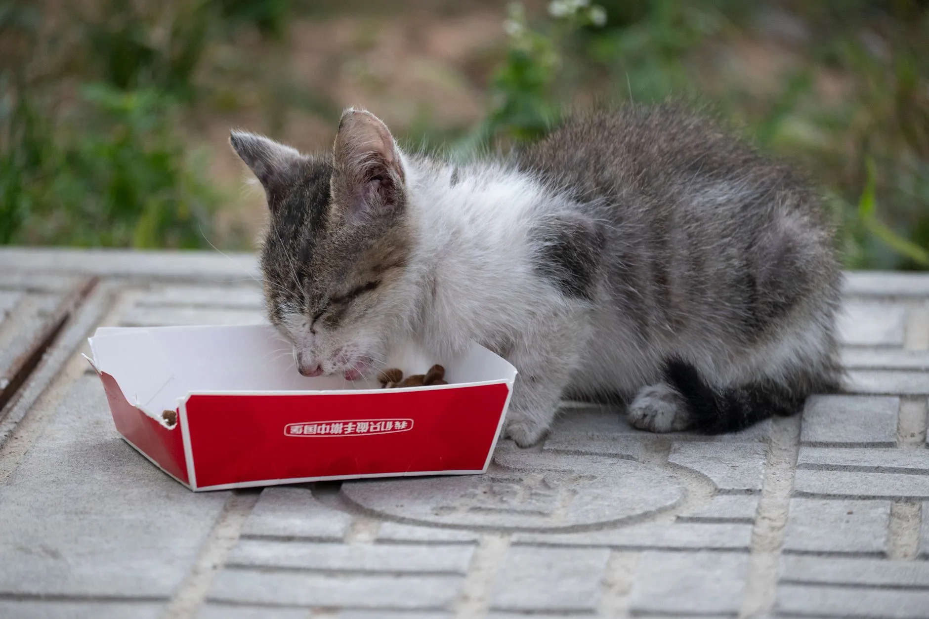 A kitten eating