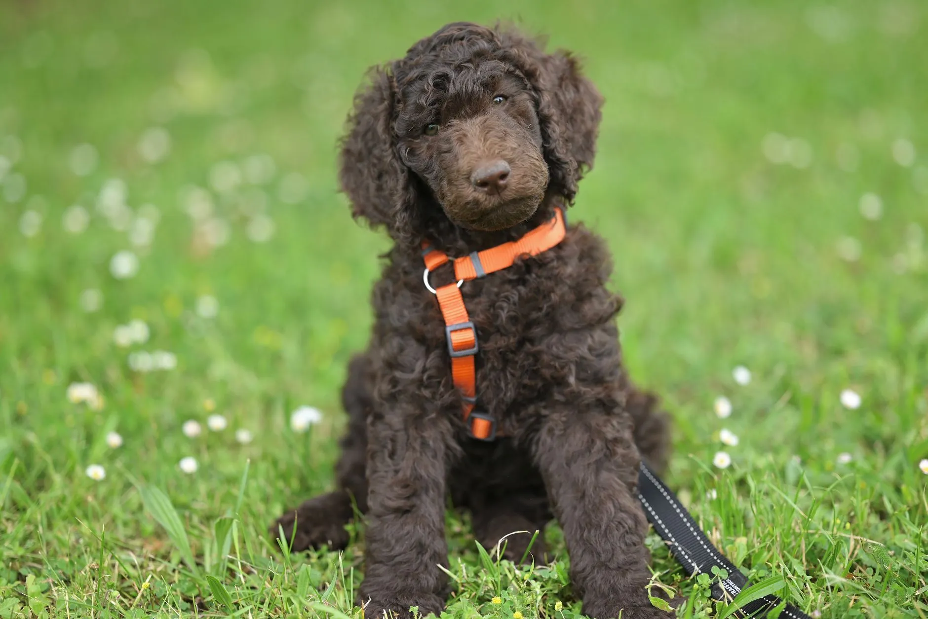 Labradoodle puppy