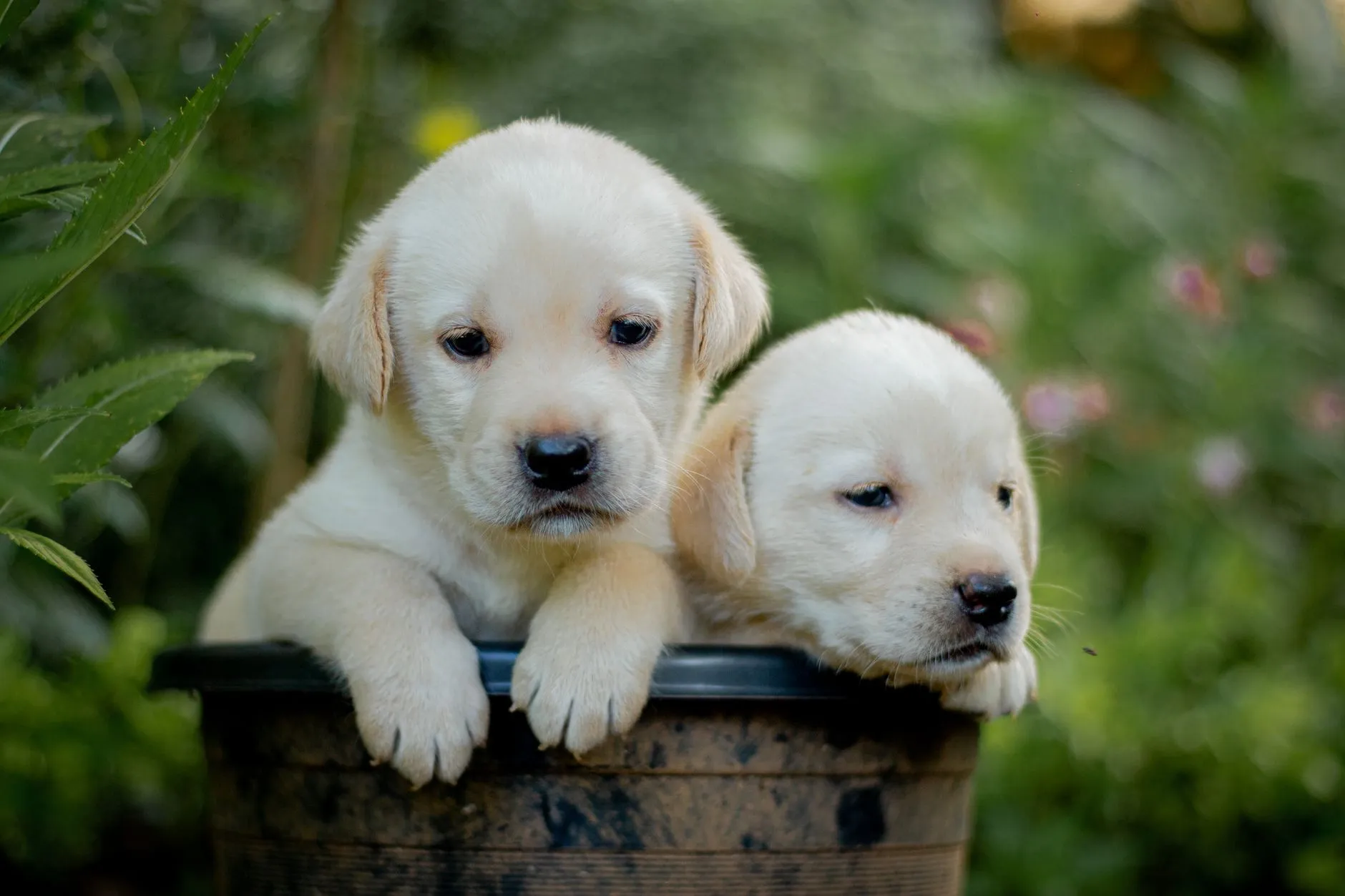 Labrador Retriever puppy