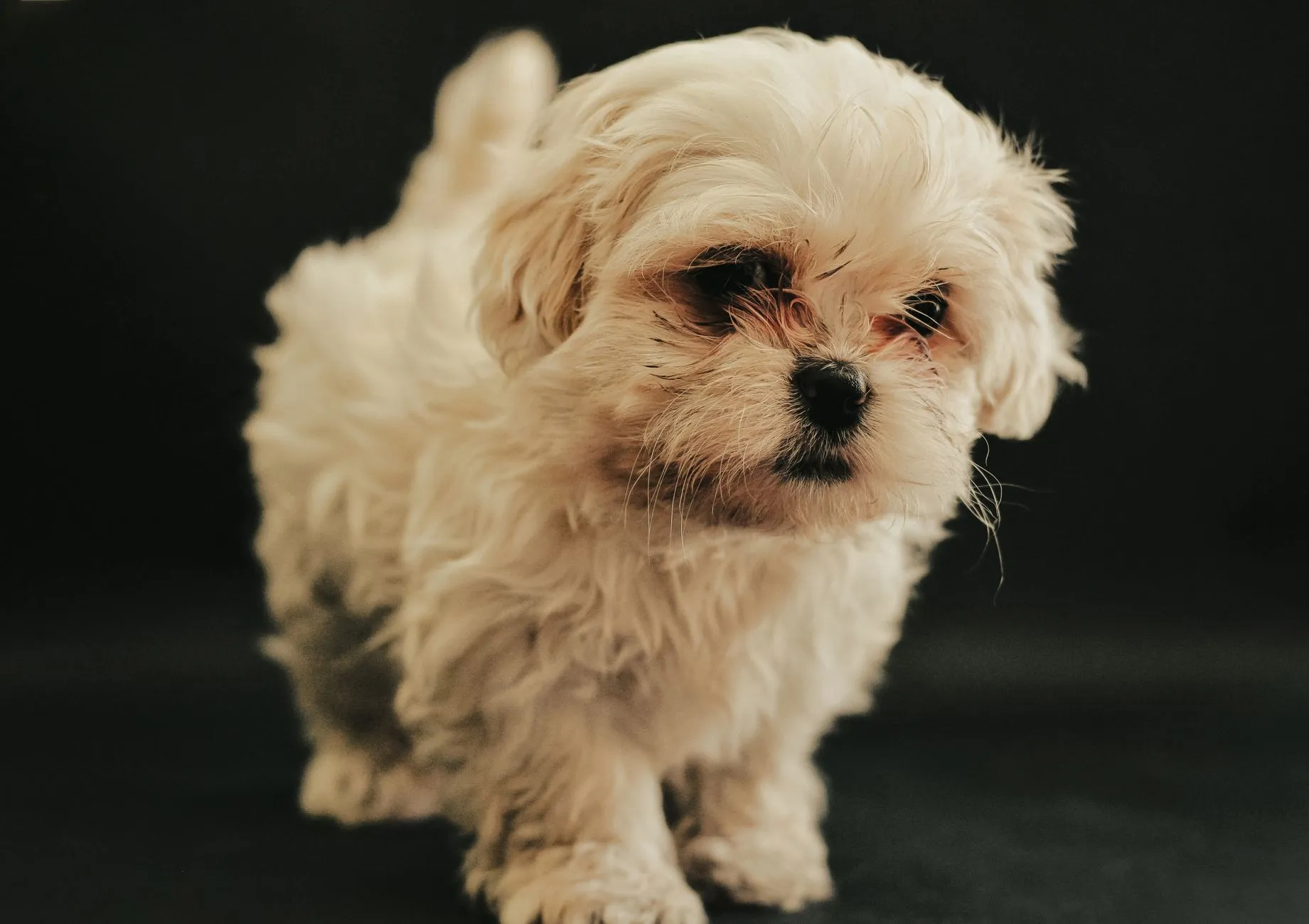 Maltese puppy