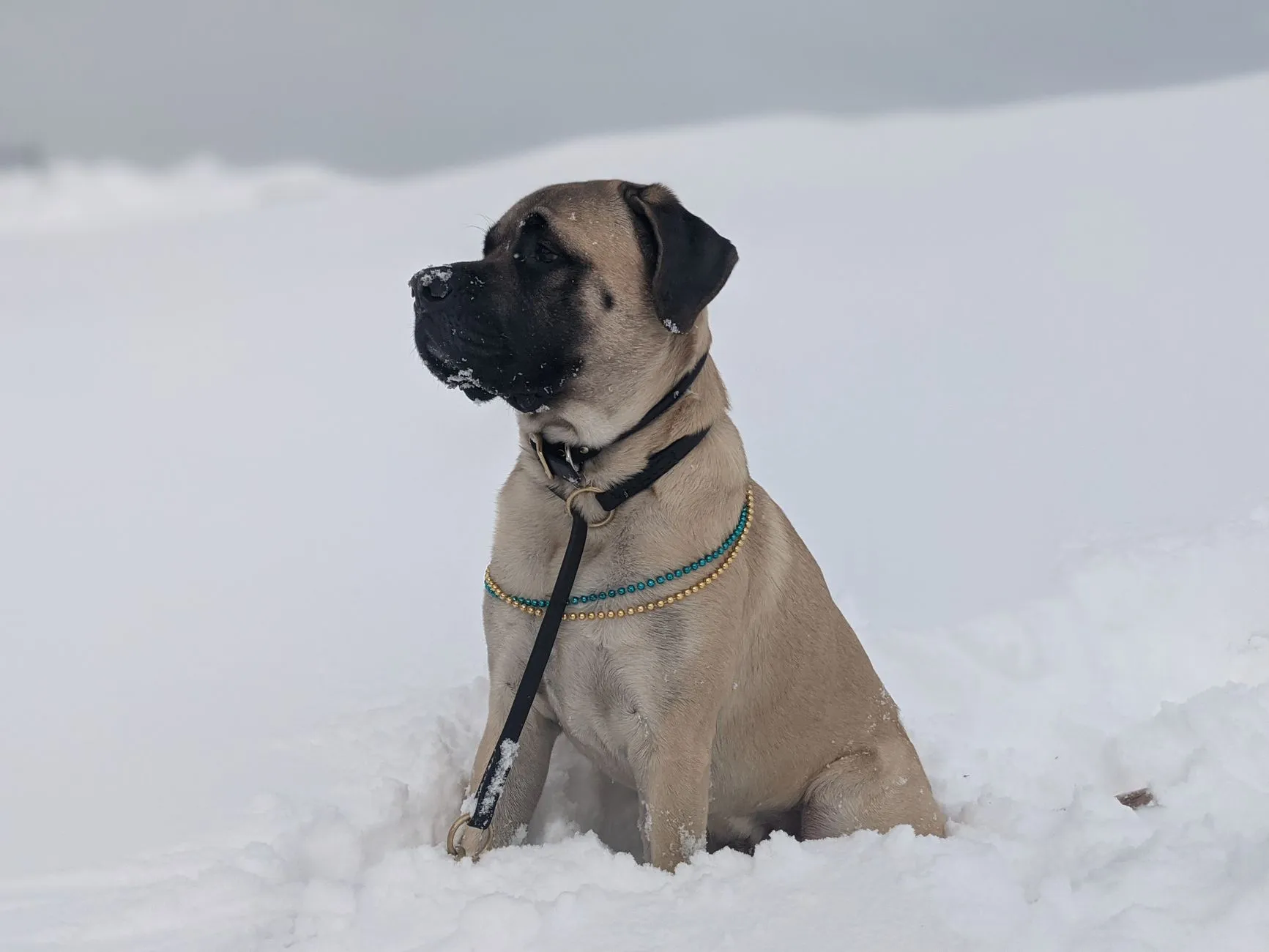 Mastiff puppy
