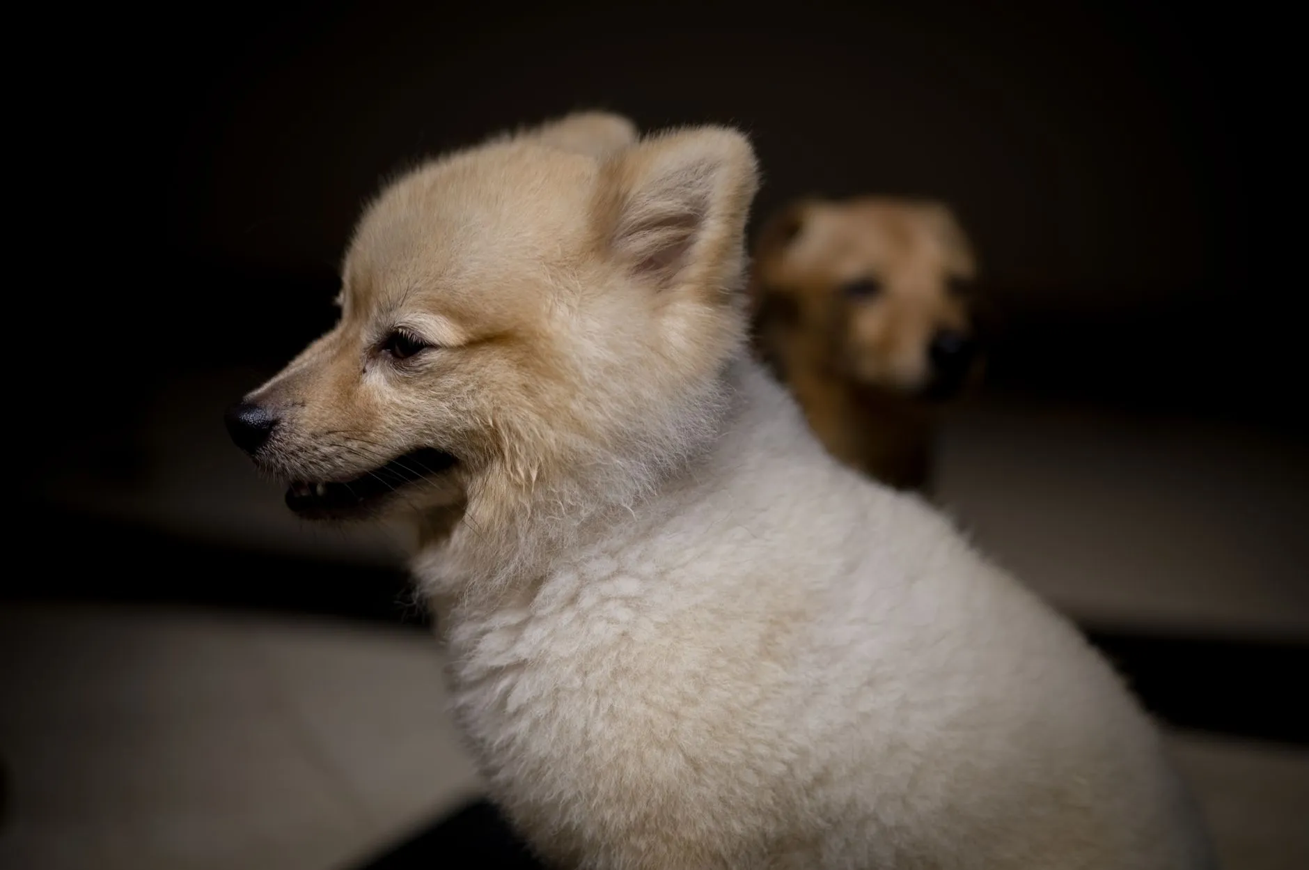 Pomeranian puppy