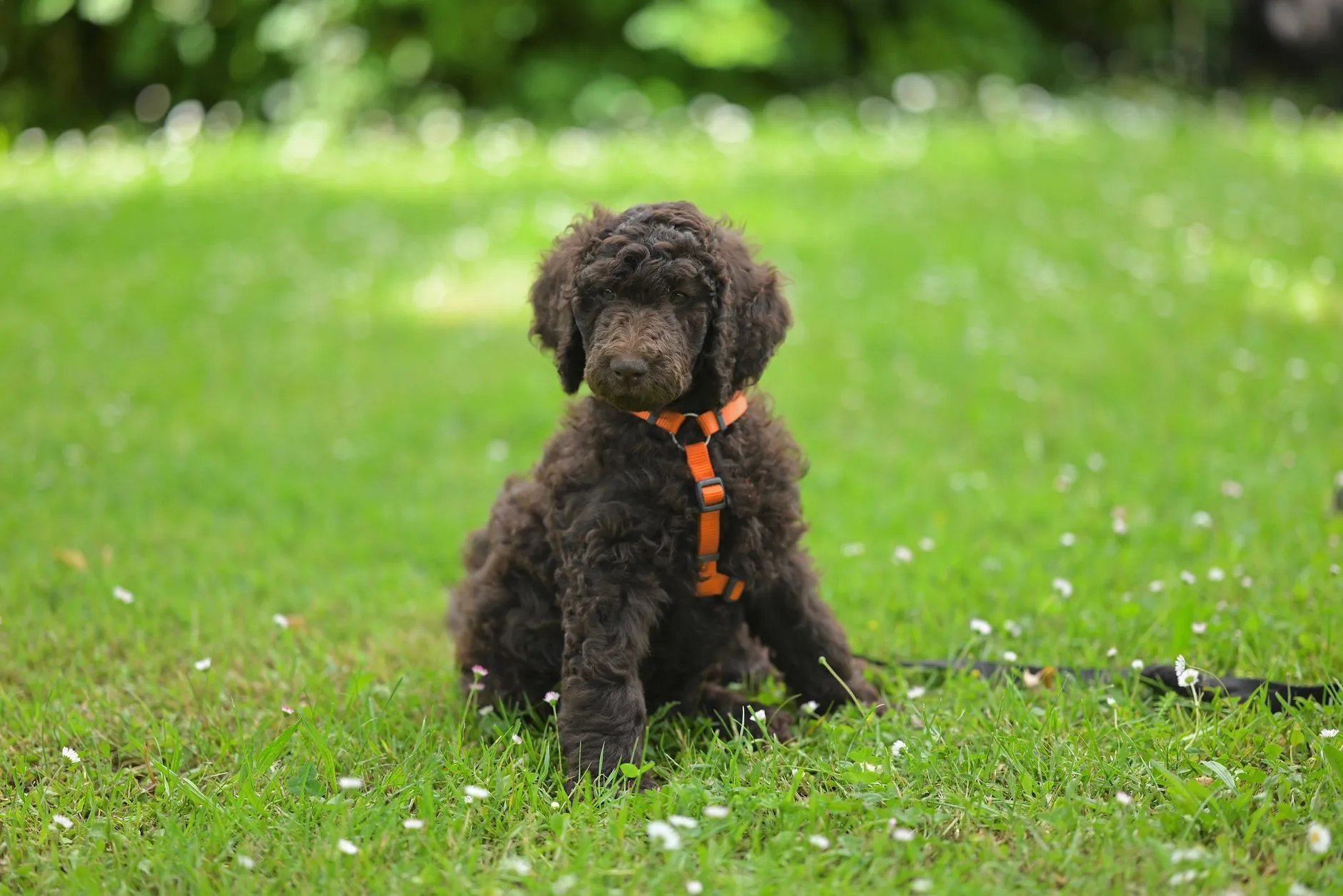 Standard Poodle puppy