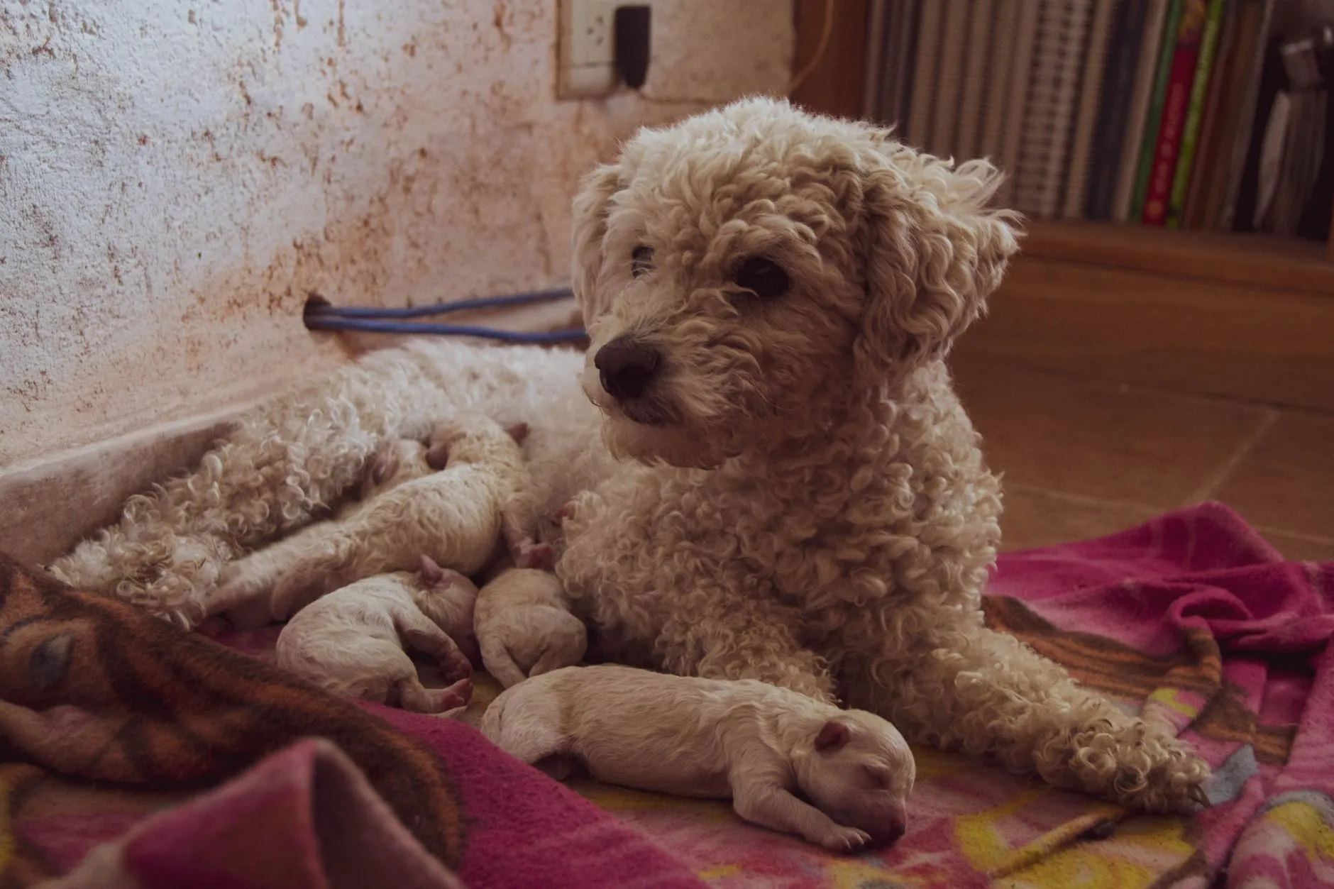 A pregnant dog resting