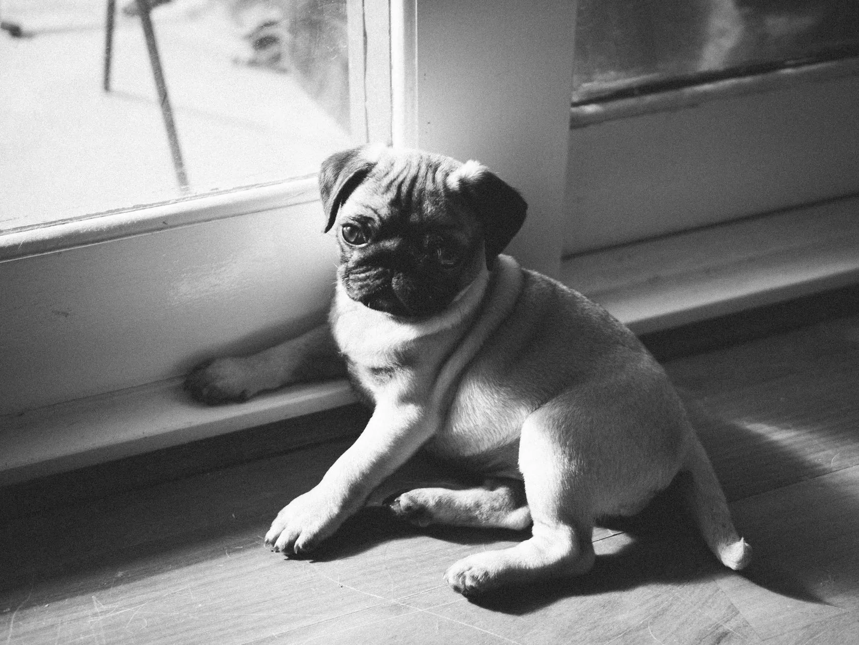 Pug puppy