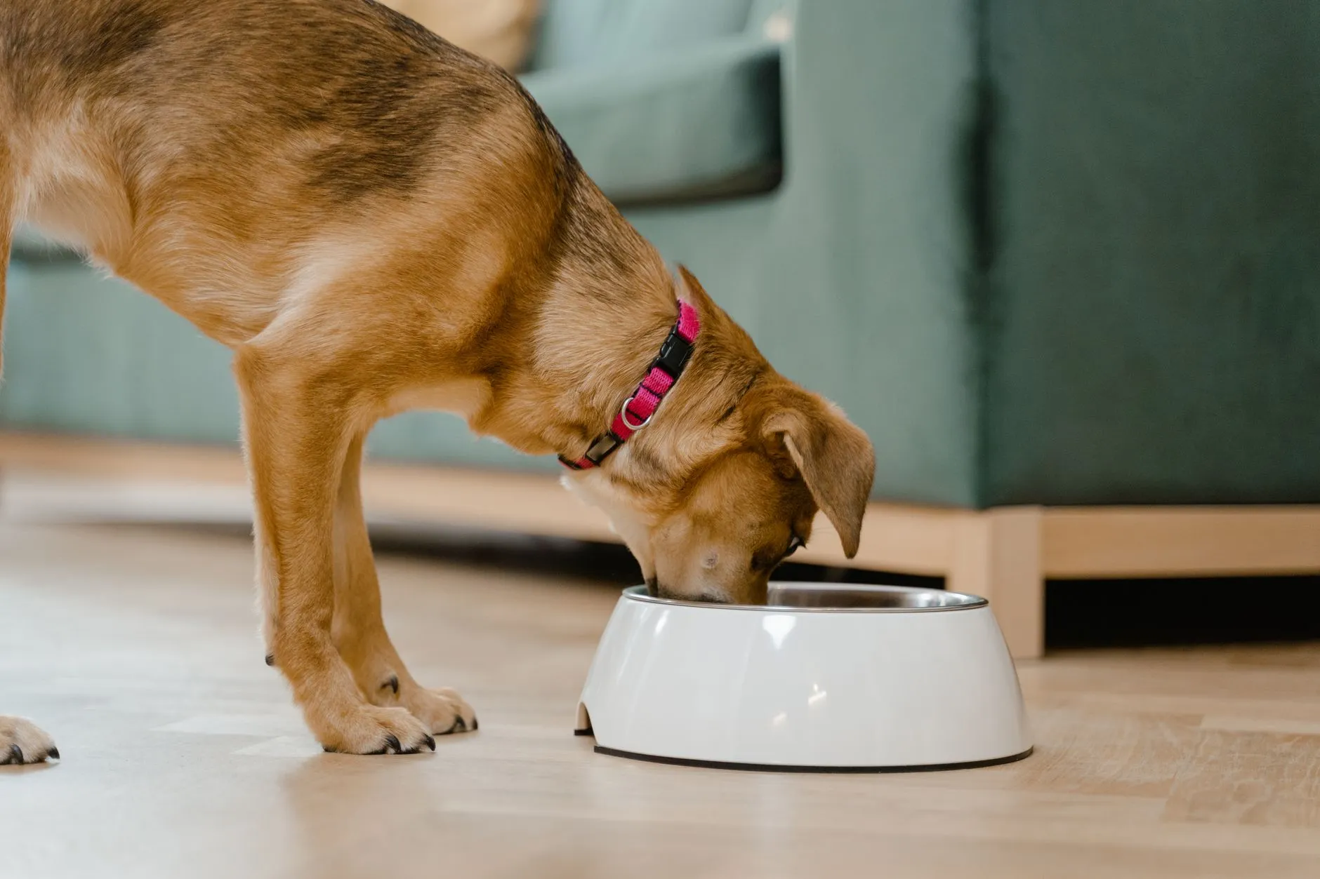 A puppy eating from a bowl