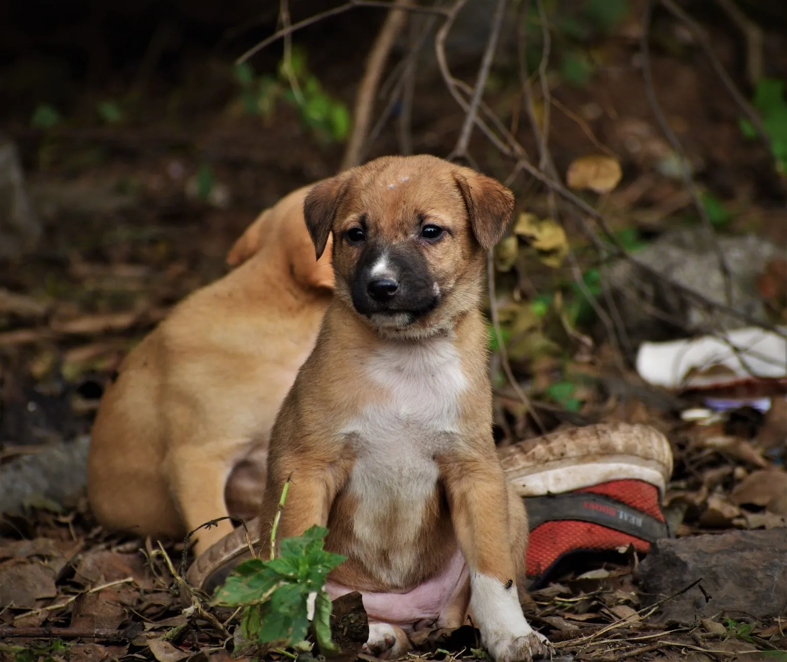A young puppy sitting and looking up at the camera