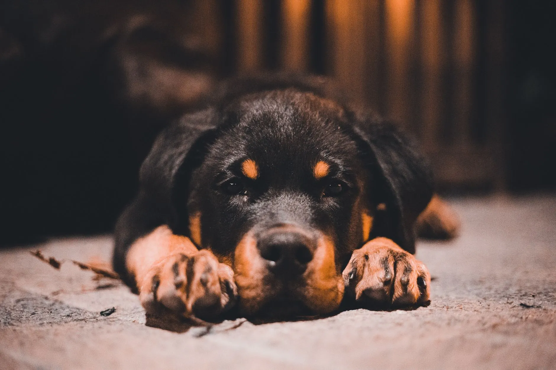 Rottweiler puppy