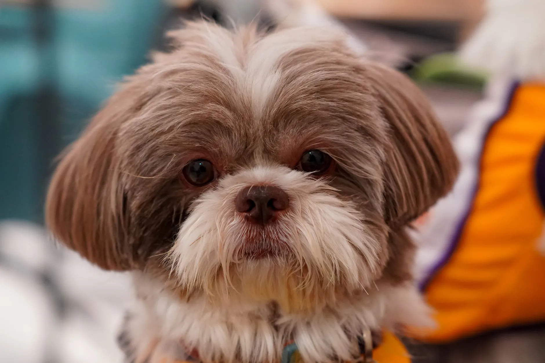 Shih Tzu puppy