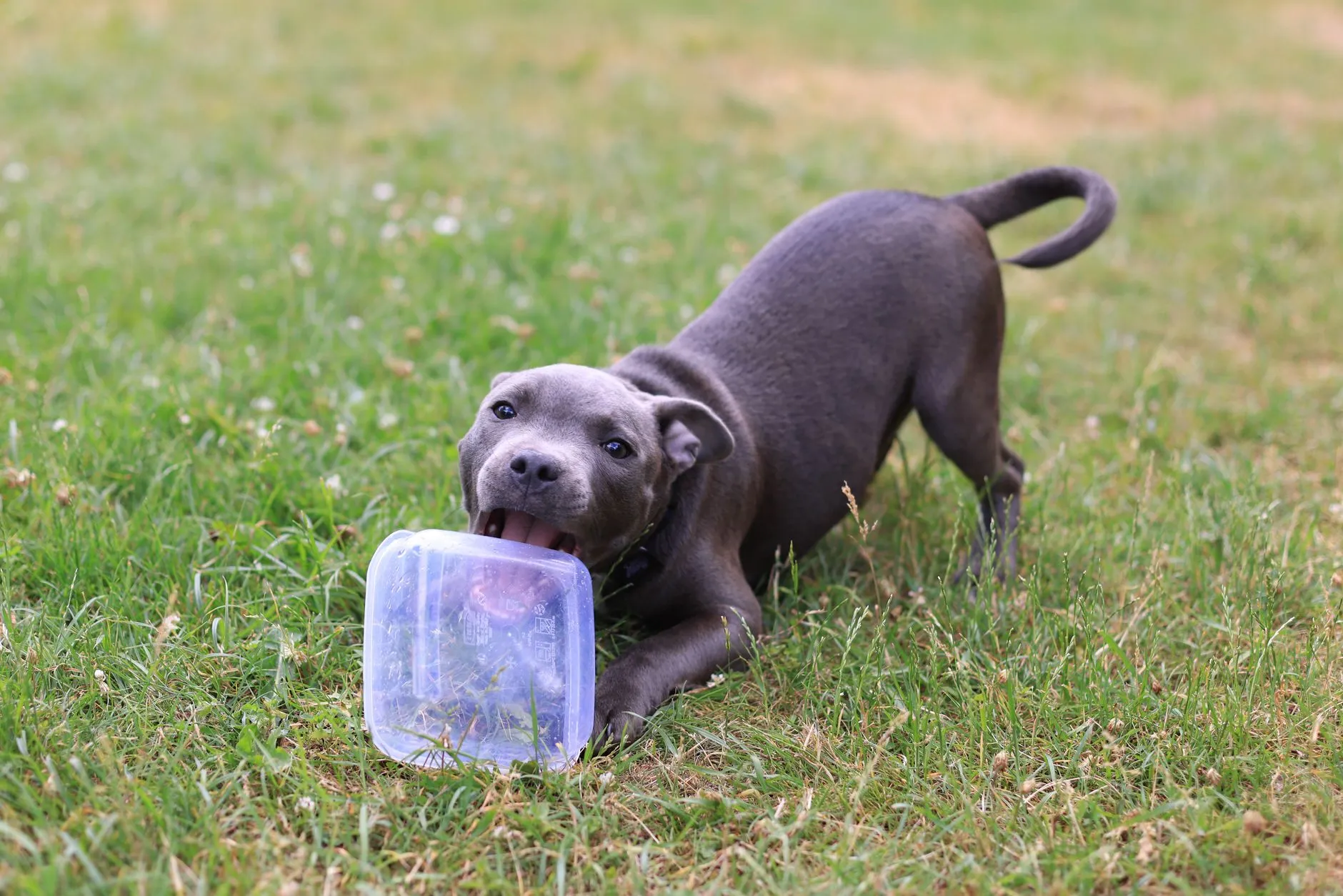 Staffordshire Bull Terrier puppy