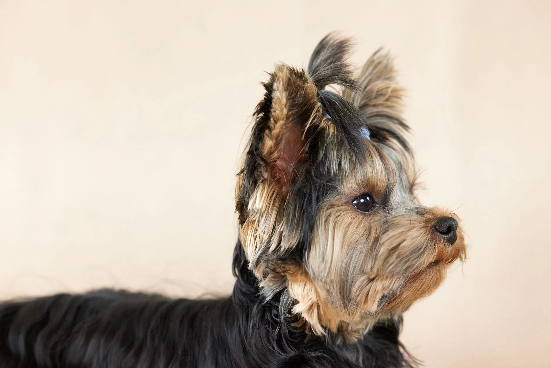 Yorkshire Terrier puppy